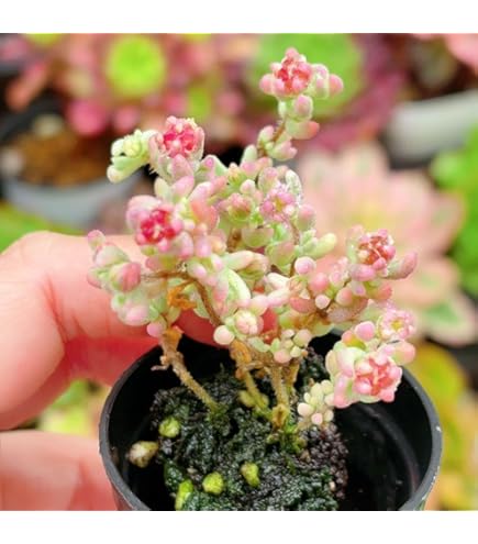 Amazon｜日本花キ流通 多肉植物 hmドロサンテマム グロボーサム 蜜橘
